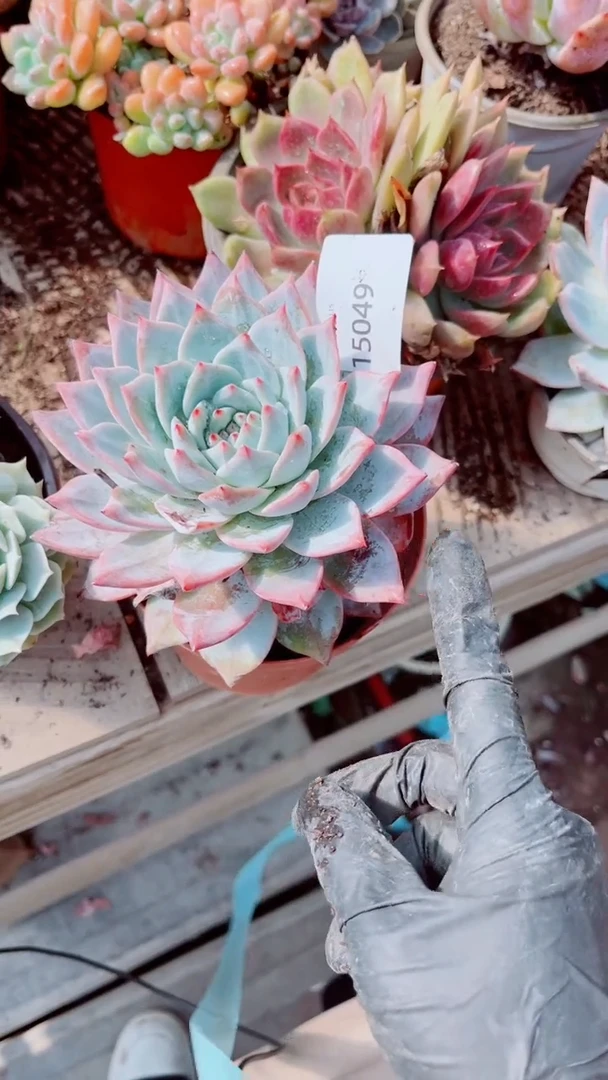 嫣*跃跃精品多肉15049