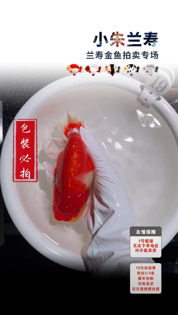 金鱼包装必拍未拍顺丰到付19号