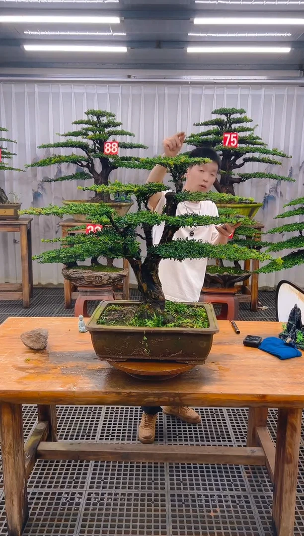 无花朵司***鱼精品盆景直播间一物一拍