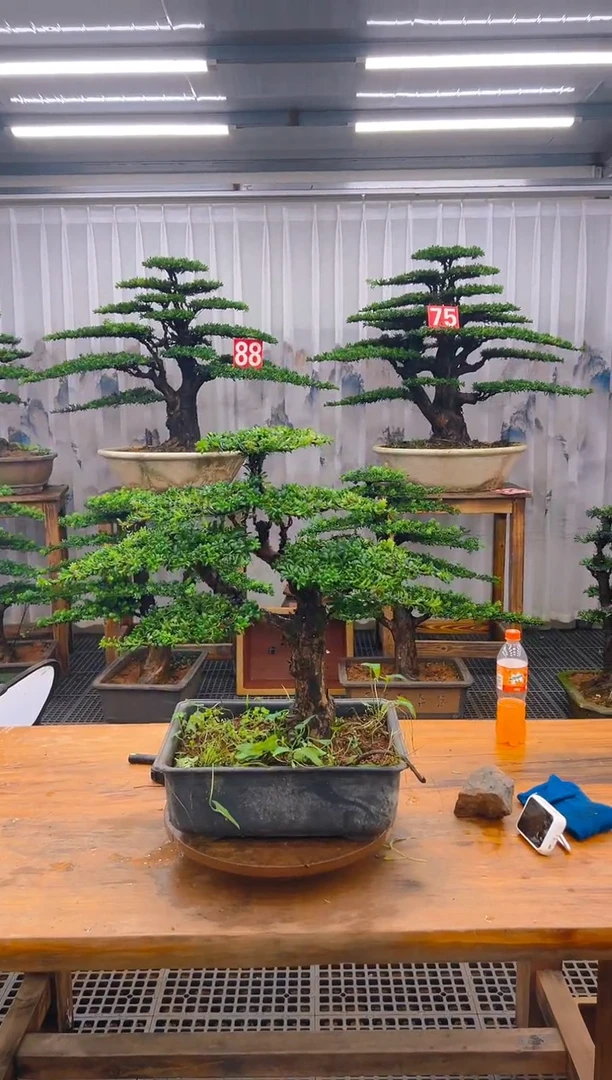 无花朵精品盆景直播间一物一拍