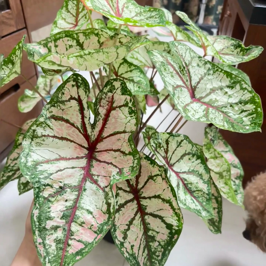 织锦彩叶芋室内盆栽耐热种球多年生好看好养的彩叶观叶植物
