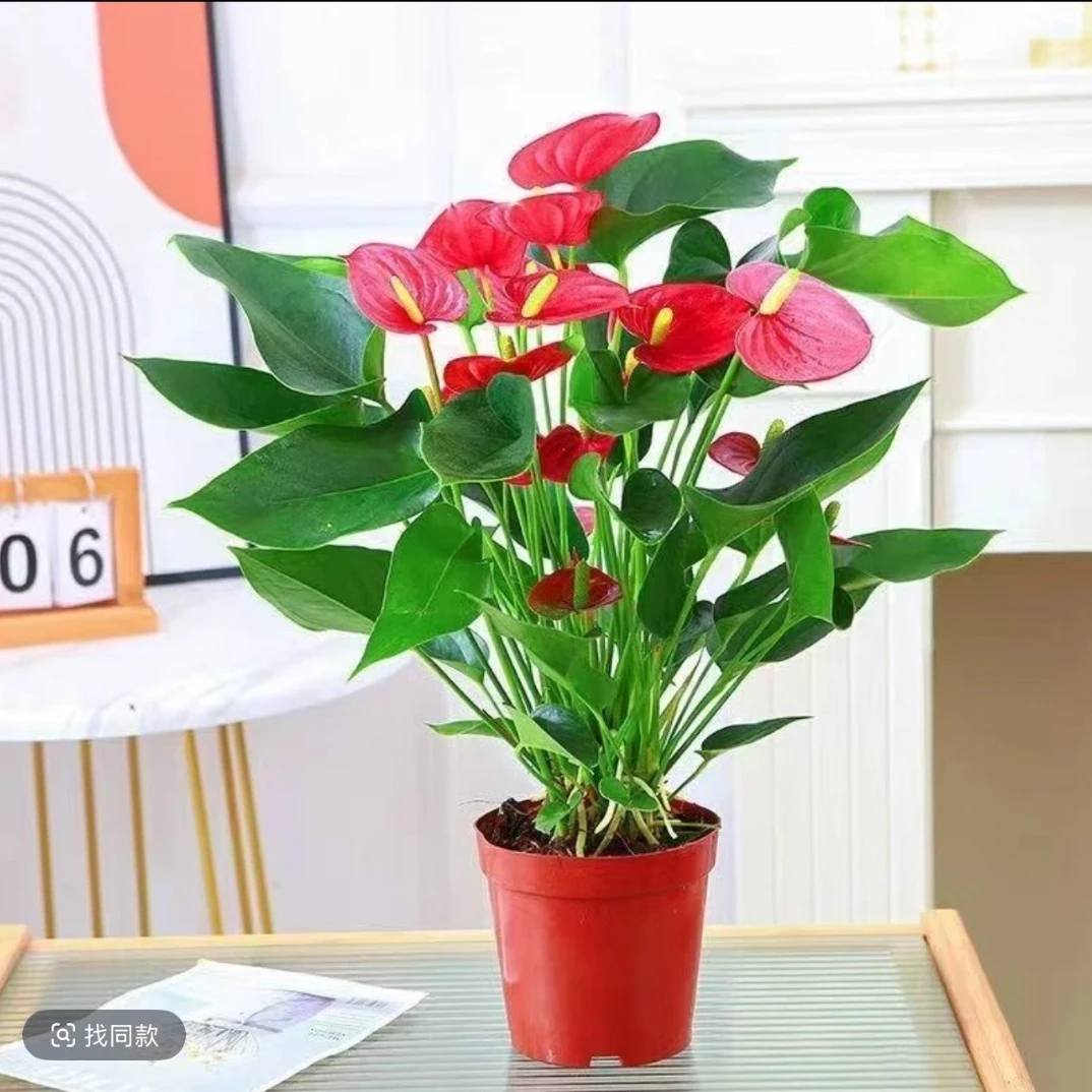 （开播补贴）满天星红掌绿植盆栽花量多室内四季开花绿植