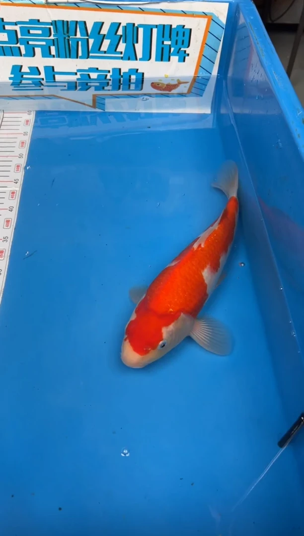 锦鲤小**?14号锦鲤红白鱼 闪购