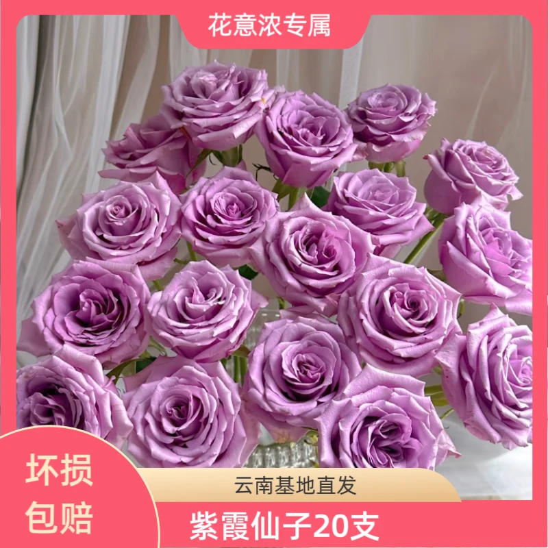 （姗姗专属）紫霞仙子20支 云南基地直发 两单升级顺丰京东