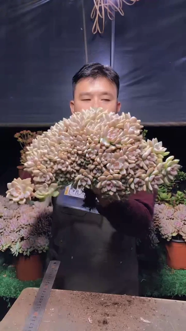 217雪缀化一物一拍