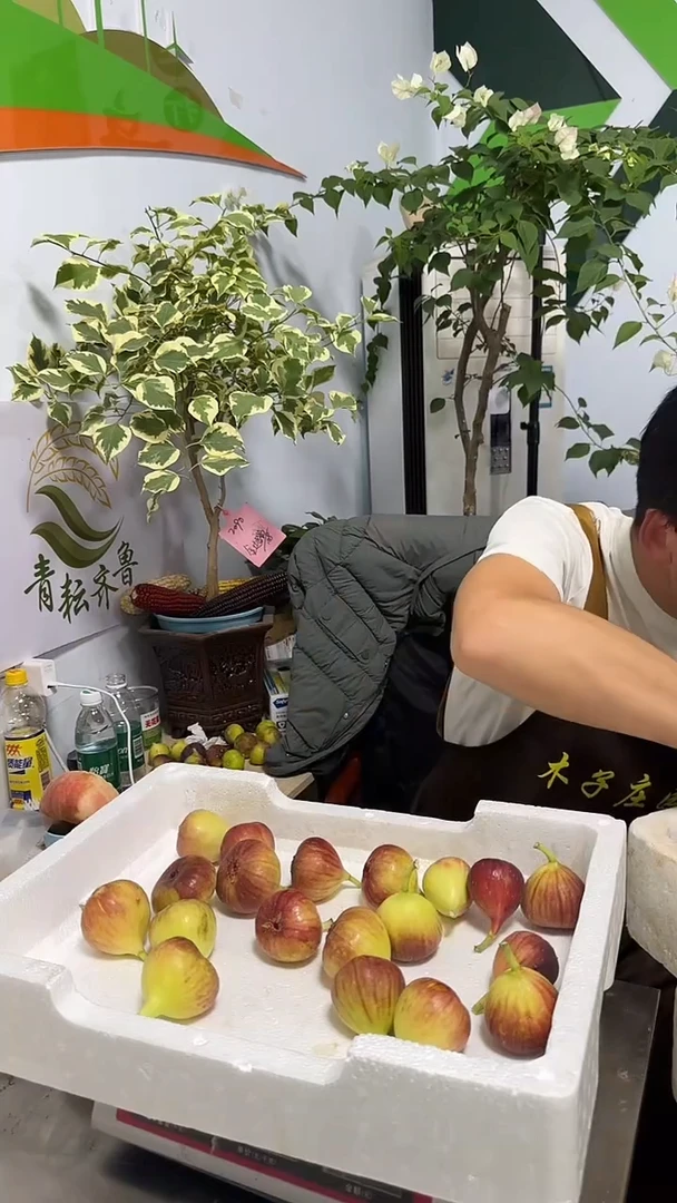 ?****童考黑无花果30枚