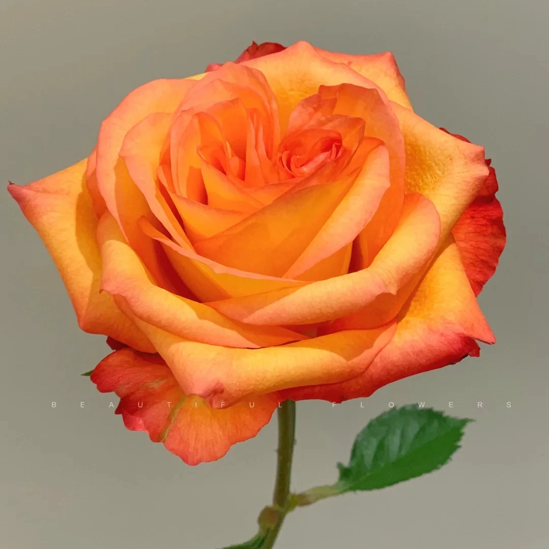 【梵花印梦玫瑰】金辉，一单中通包邮，两单升级顺丰或京东冷链！