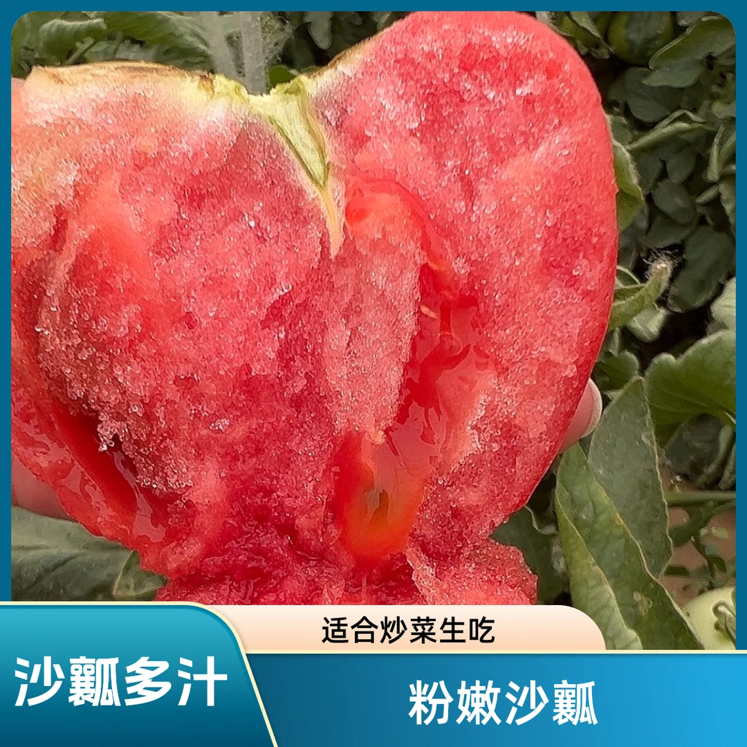 新鲜采摘沙瓤西红柿水果番茄微酸爽甜多汁水果西红柿生吃做菜美味