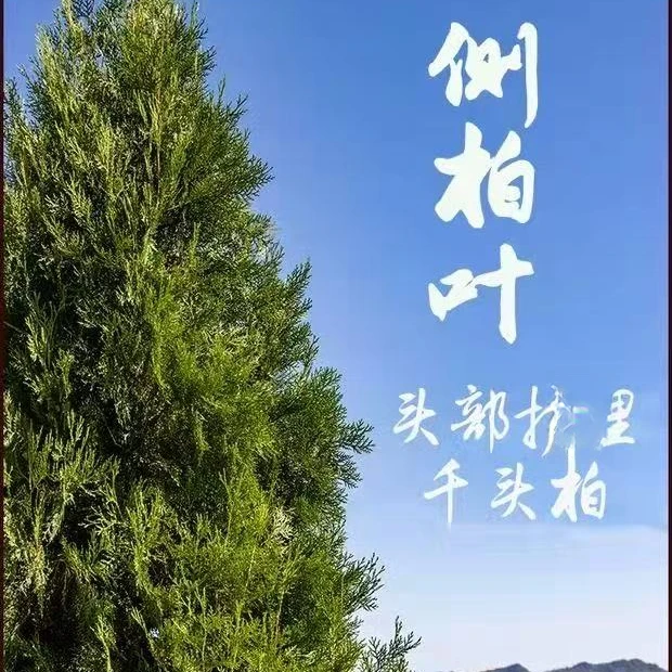 秦岭现摘新鲜侧柏叶中药材自然生长洗头发扁柏叶皂荚无患子柏壳