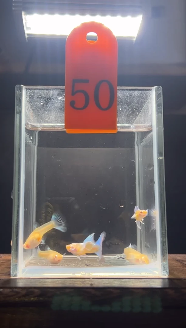 孔雀鱼蓝白飞船50