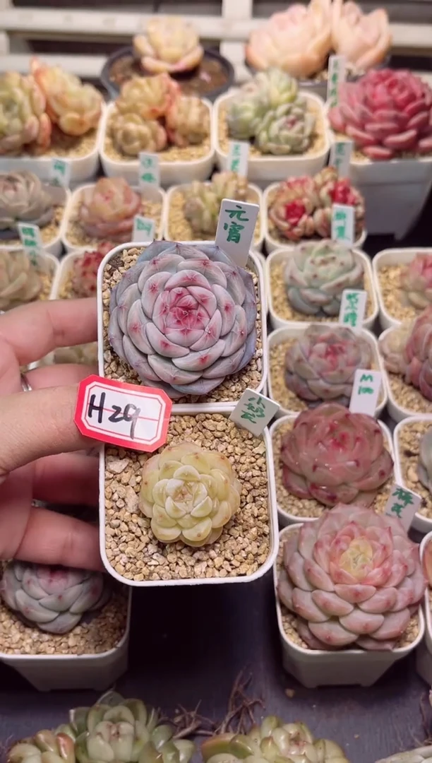 【闪购商品】H29元宵和小奶龙