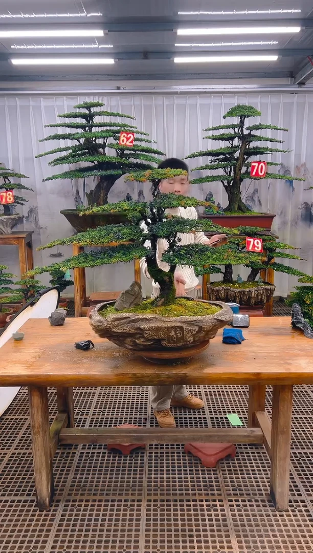 无花朵恩****车精品盆景直播间一物一拍