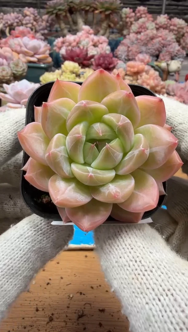 东云多肉园三店-40