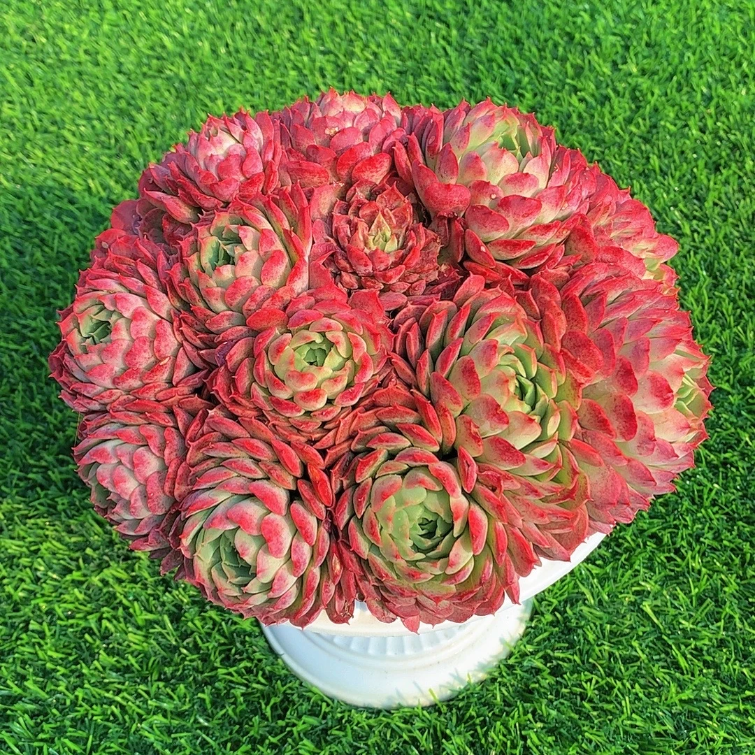 Z西府海棠多肉植物耐旱喜阳 好养庭院阳台盆栽