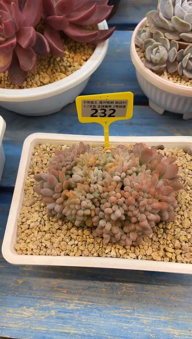 232灯美人缀  满20包邮发货