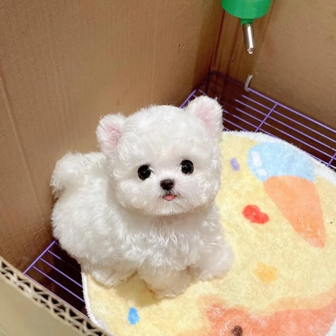 美元萌宠 韩版比熊