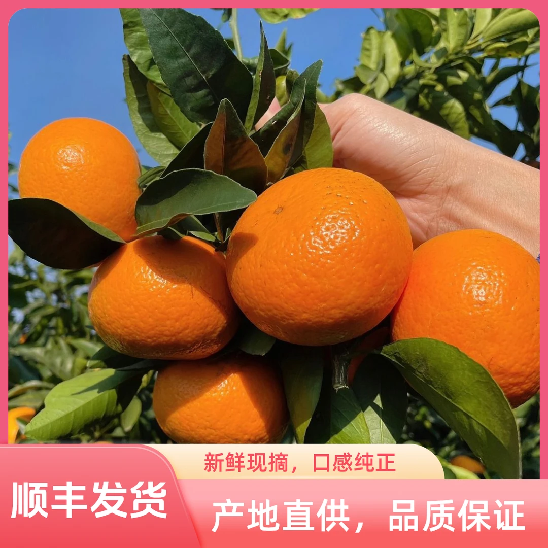 广西武鸣沃柑精选果净重5斤