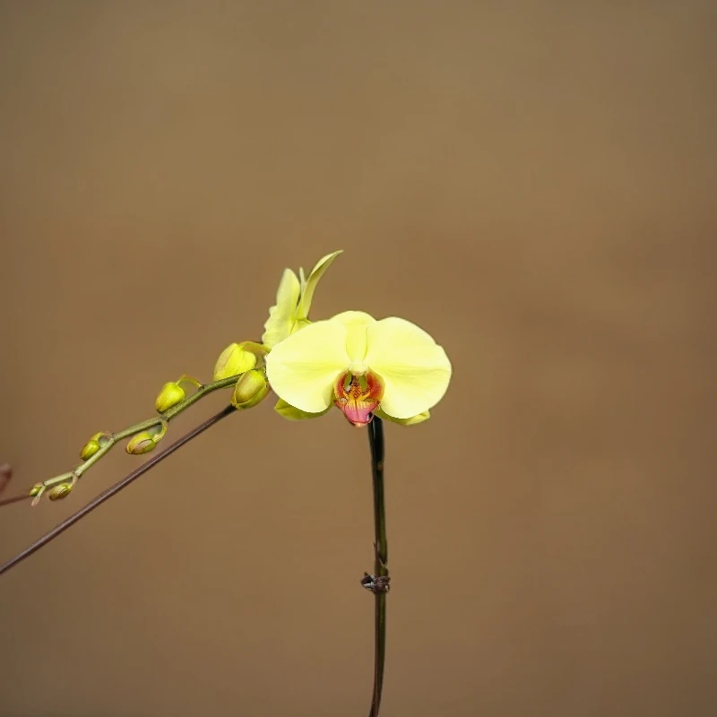 （黄金香水）蝴蝶兰单花剑四季开花花期长室内绿植盆栽浓香型花