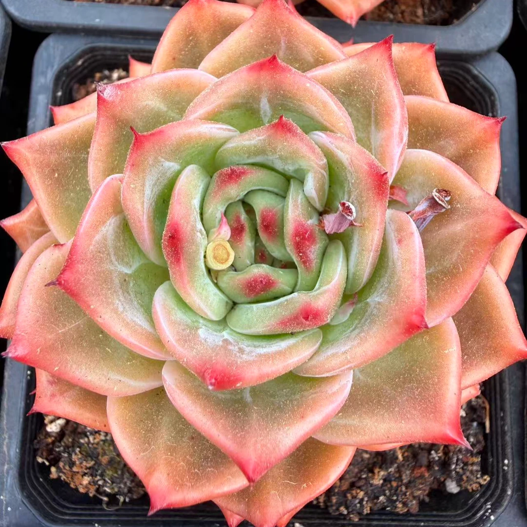 火琉璃 多肉植物两单包邮