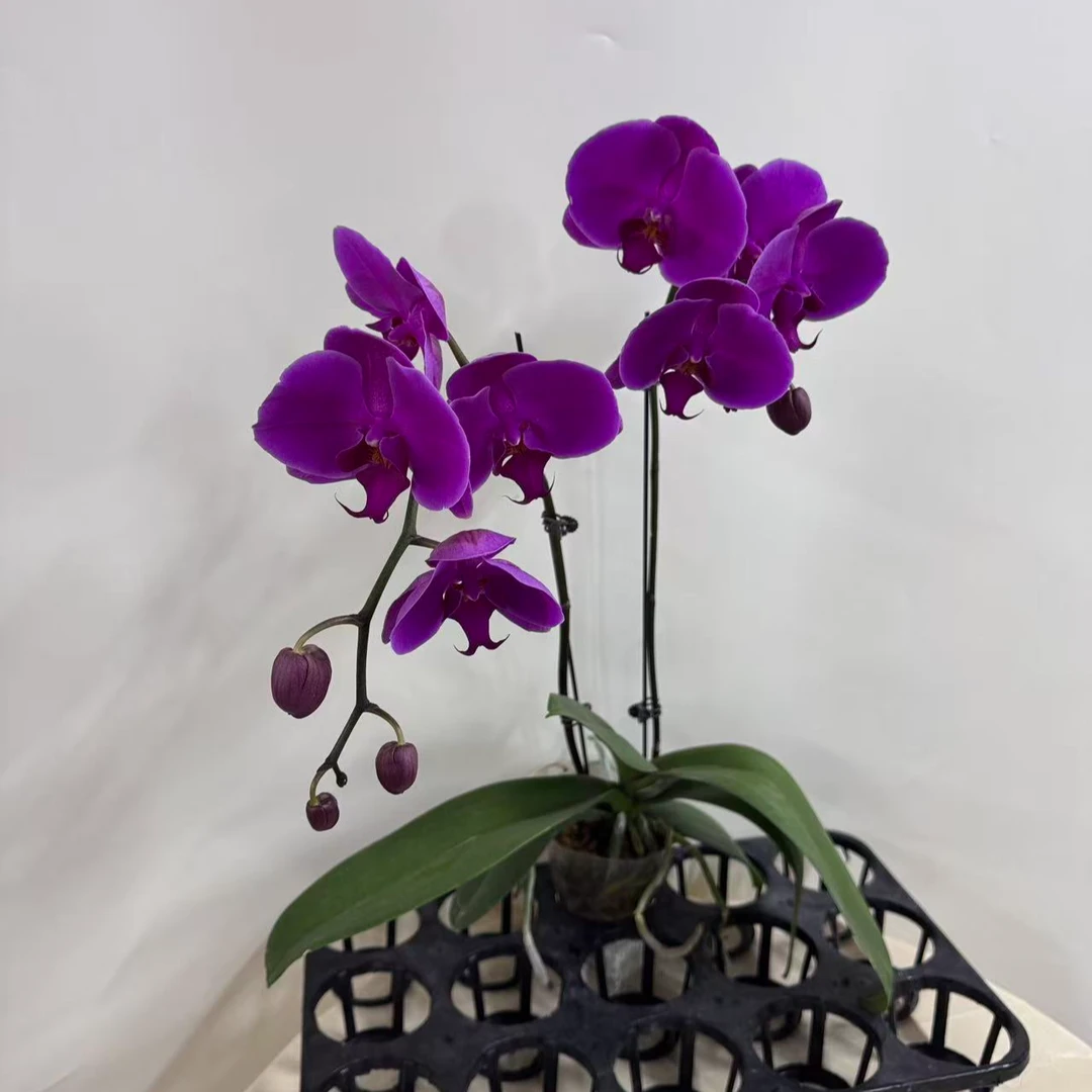 蝴蝶兰【红辣椒双】鲜花盆栽室内观赏花花佛山基地直发好养易