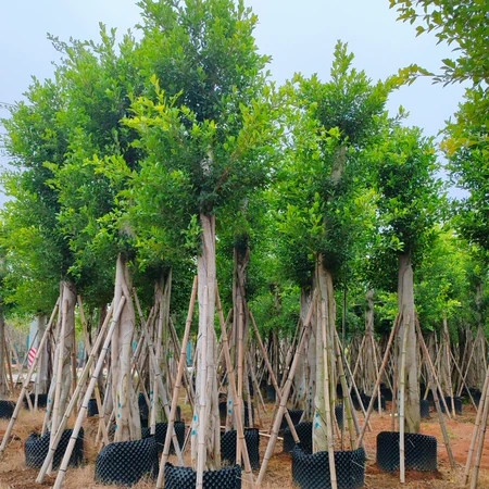 正宗小叶榕树高山榕吸水石独木成林长根须遮阴风景四季常青树园林