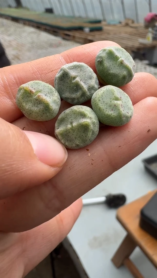 【闪购商品】1/23-13 绿豆糕一颗