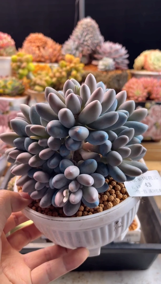 【闪购商品】1.13-43汤圆捧花