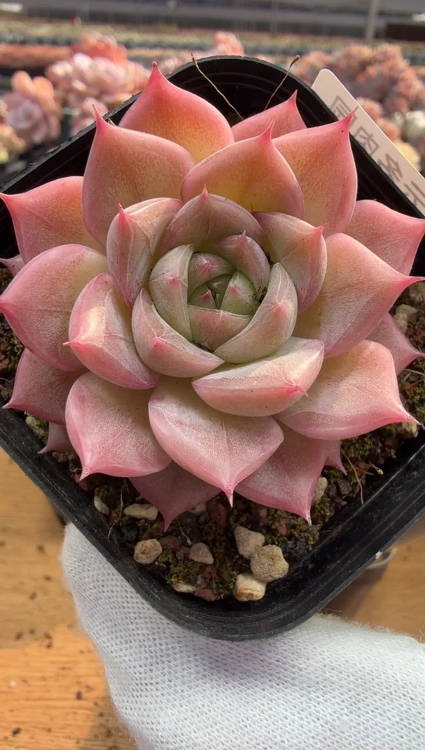 东云多肉园三店-85