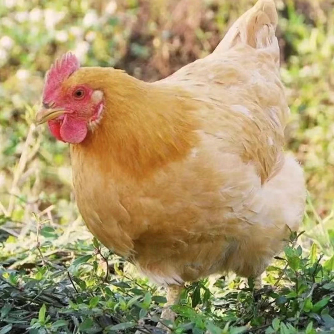 湖南常德村民自养 农家土鸡  正宗散养土鸡 现场称重