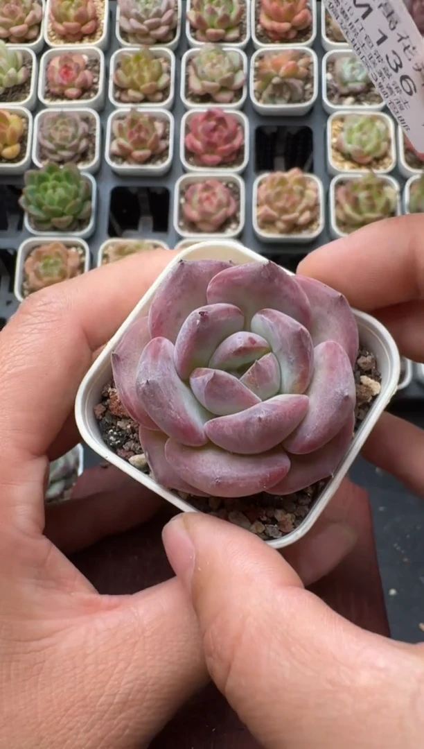 136S带盆土发 当场拍3颗以上包柚 多肉植物 一物一拍