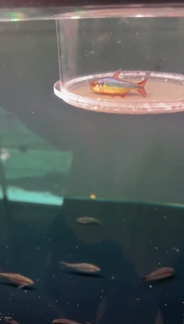 灯科鱼黄彩蓝缎带*1