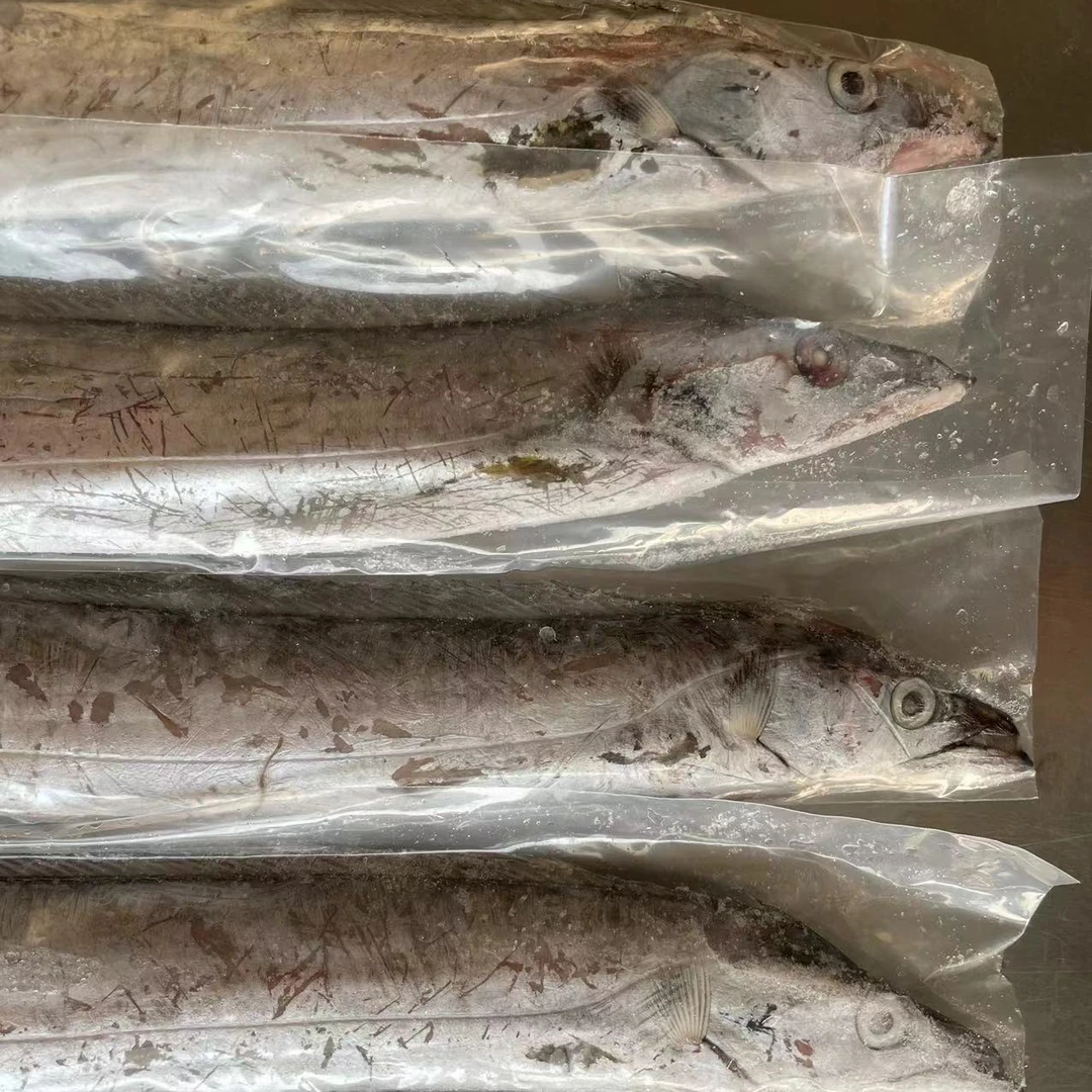 【鱼肚破损 花鳞 小眼油带鱼】日照拖网船捕捞 速冻锁鲜发货