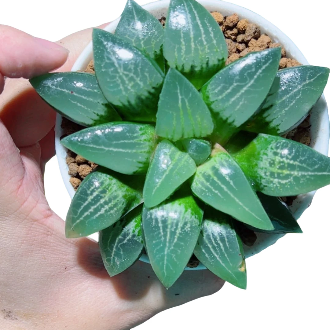 荧光克多肉【满18包邮】