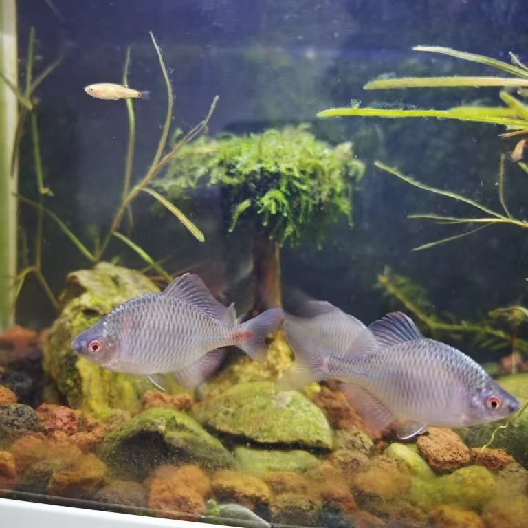 七彩鳑鲏鱼小型冷水淡水观赏鱼群游好养耐活可除藻除油膜