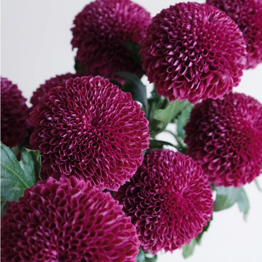 【云舍花卉】【紫色】乒乓菊 全场任意满两单及以上鲜花包邮发货