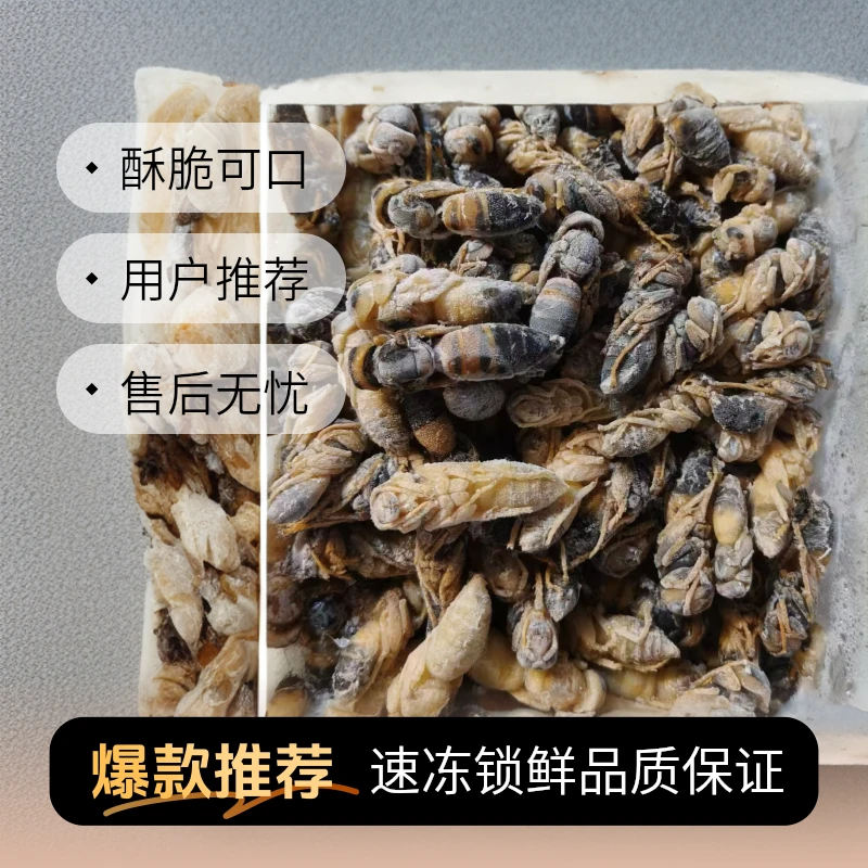 云南特产新鲜速冻4级虎头蜂马蜂蛹发货顺丰包邮酥脆可口