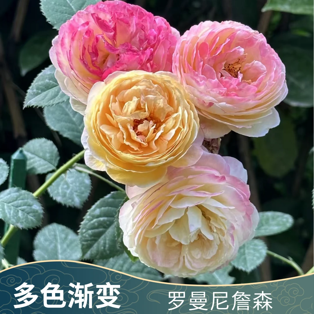 多色花 罗曼尼詹森 120cm 大花重瓣浓香 多季开花 爬藤蔷薇花欧月