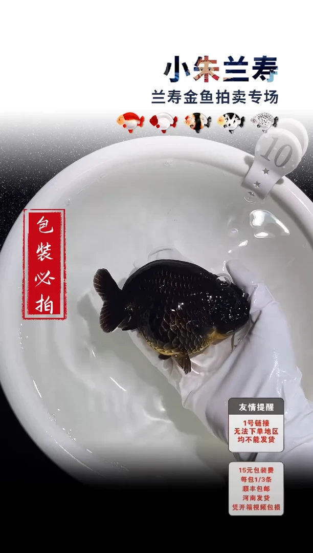 金鱼包装必拍未拍顺丰到付10号