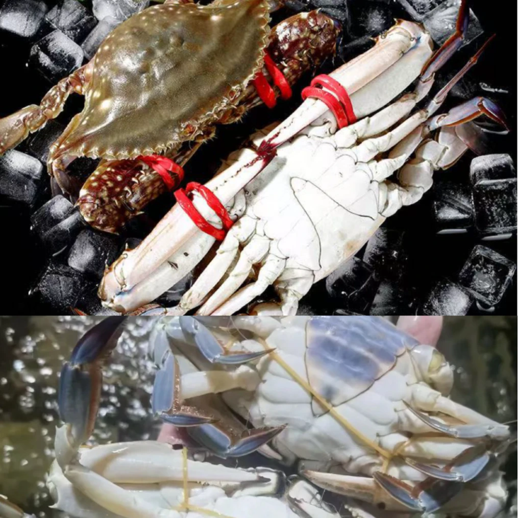 【保鲜不保活】三角蟹和公蟹（混搭）每斤2-4只 每只3两左右！【冻蟹】