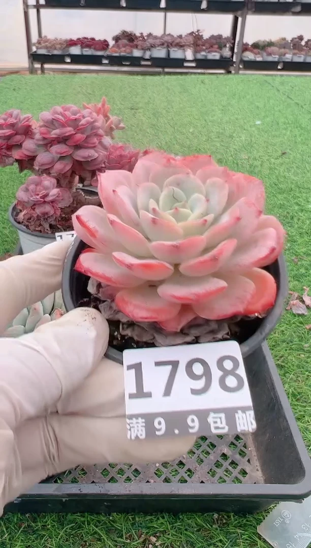 【闪购商品】信福多肉一物一拍