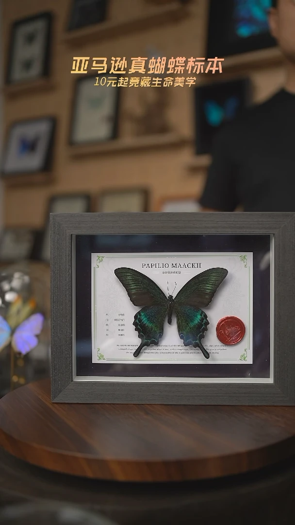 有机玻璃绿带翠凤蝶夏型