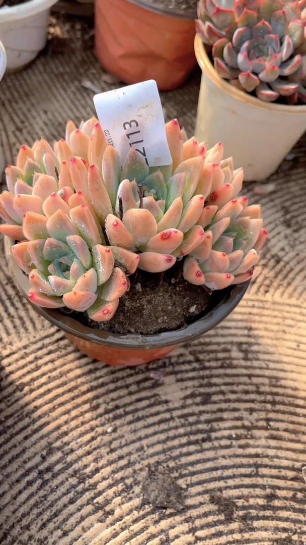 花***宿跃跃精品多肉22113