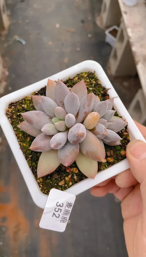 352哥特萝莉
