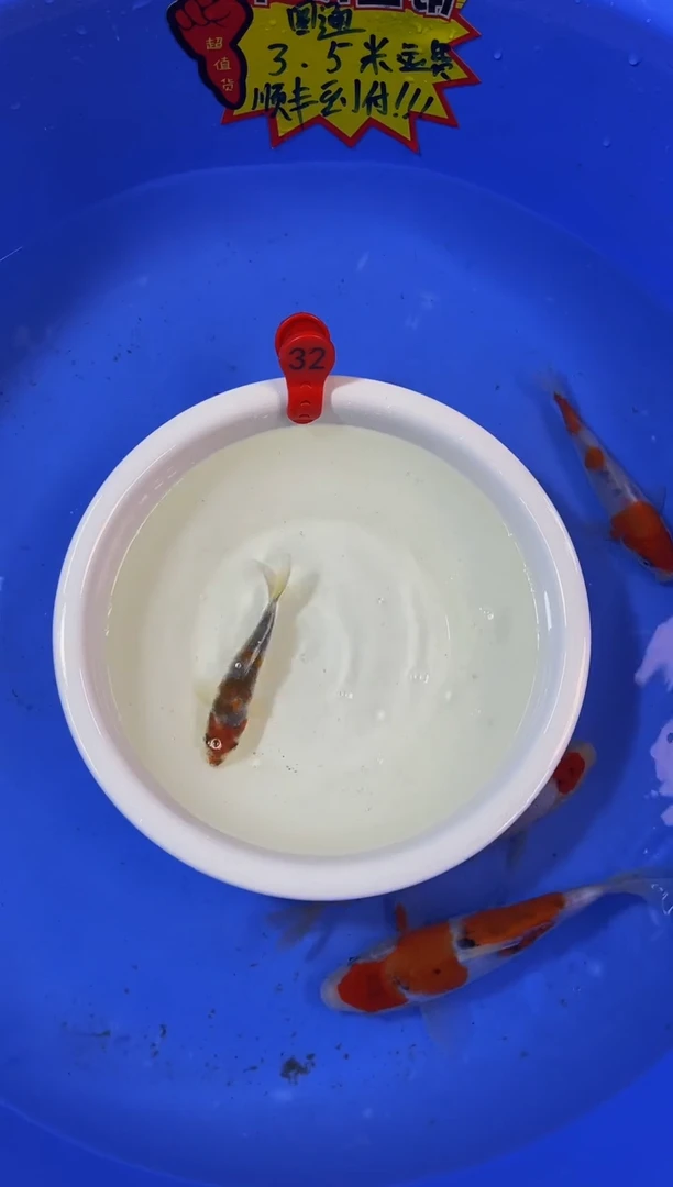 锦鲤活体二号链接