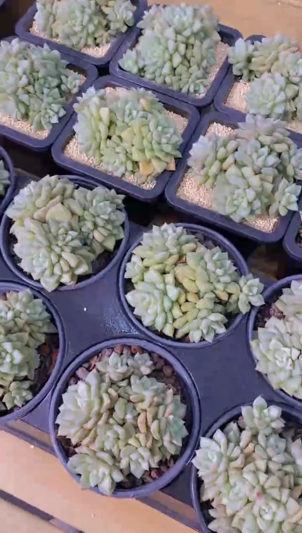 97-大母本象牙群生脱土发（量拍）