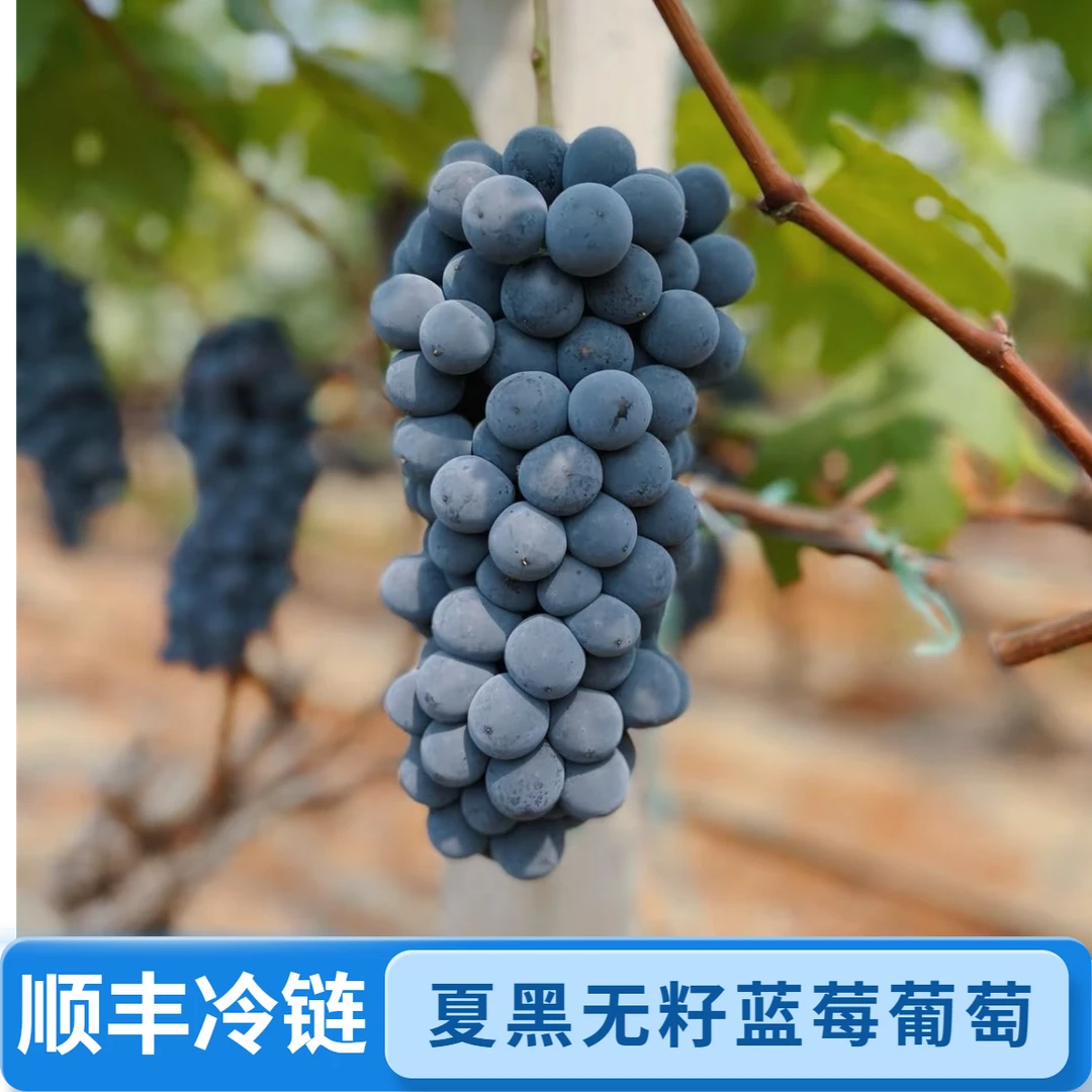 【顺丰】夏黑葡萄现摘现发新鲜无籽黑提蓝莓大葡萄果园直发纯甜葡萄