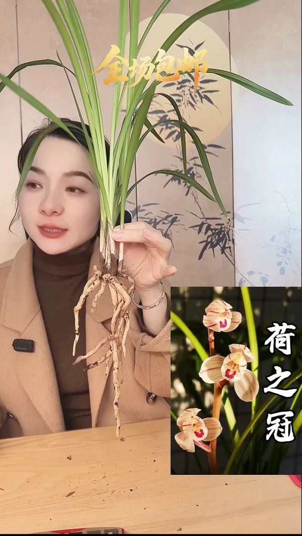 当前无花栽培后可以开花：荷之冠