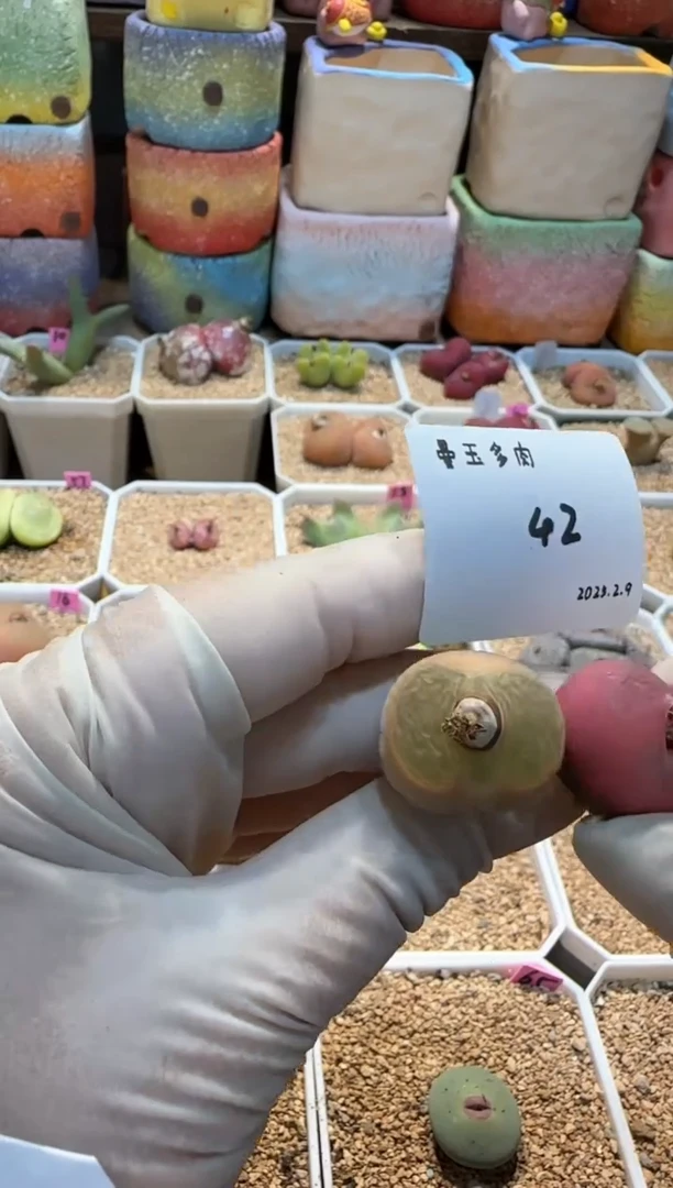 【闪购商品】25.2.9-42晨儿