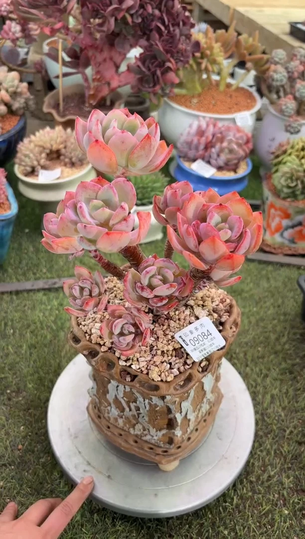 【闪购商品】09084