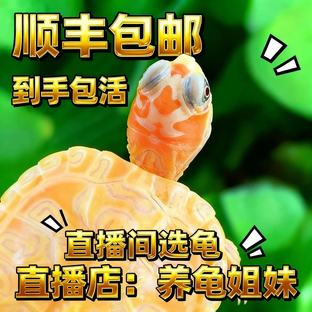直播间选龟，多少钱对应着拍多少